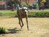 DSCF1620_800