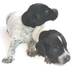 black and white male