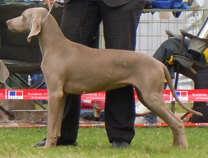pregnant weimaraner